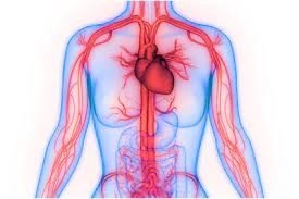 Circulatory System - My Health Oasis