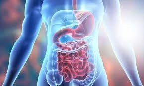 Digestive System - My Health Oasis