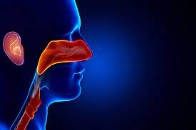 Ears, Nose & Throat - My Health Oasis