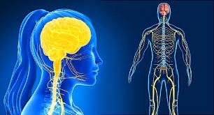 Nervous System - My Health Oasis