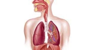 Respiratory System - My Health Oasis