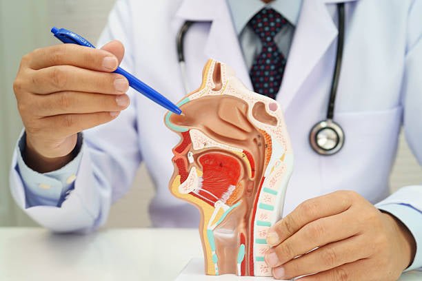 Sinuses - My Health Oasis